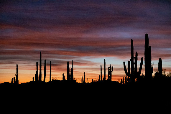 Arizona 2019