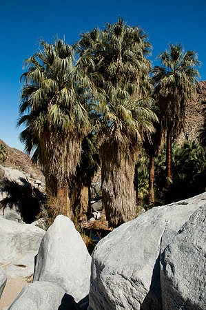 Joshua Tree National Park