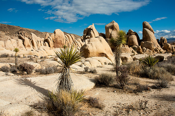 Joshua Tree National Park
