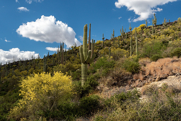 Arizona 2019