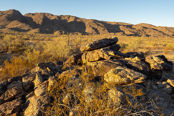 Arizona 2020